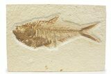 Detailed Fossil Fish (Diplomystus) - Wyoming #373784-1